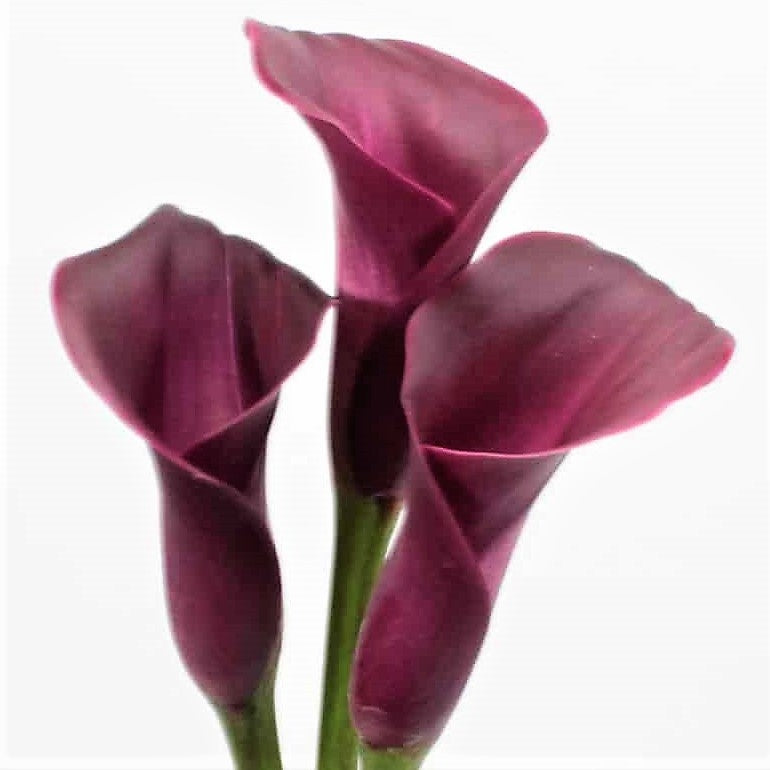 Burgundy Mini Calla Flower
