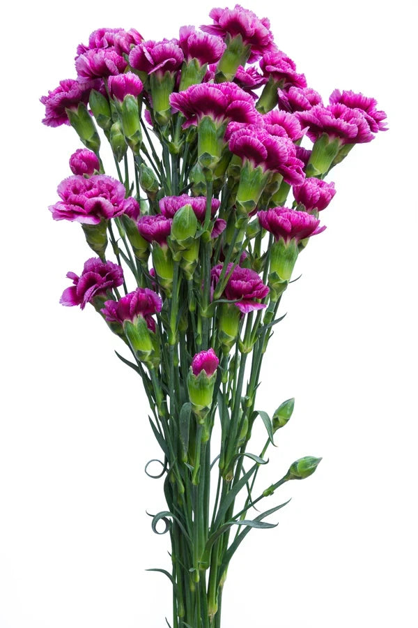 Purple Mini Carnation Flower