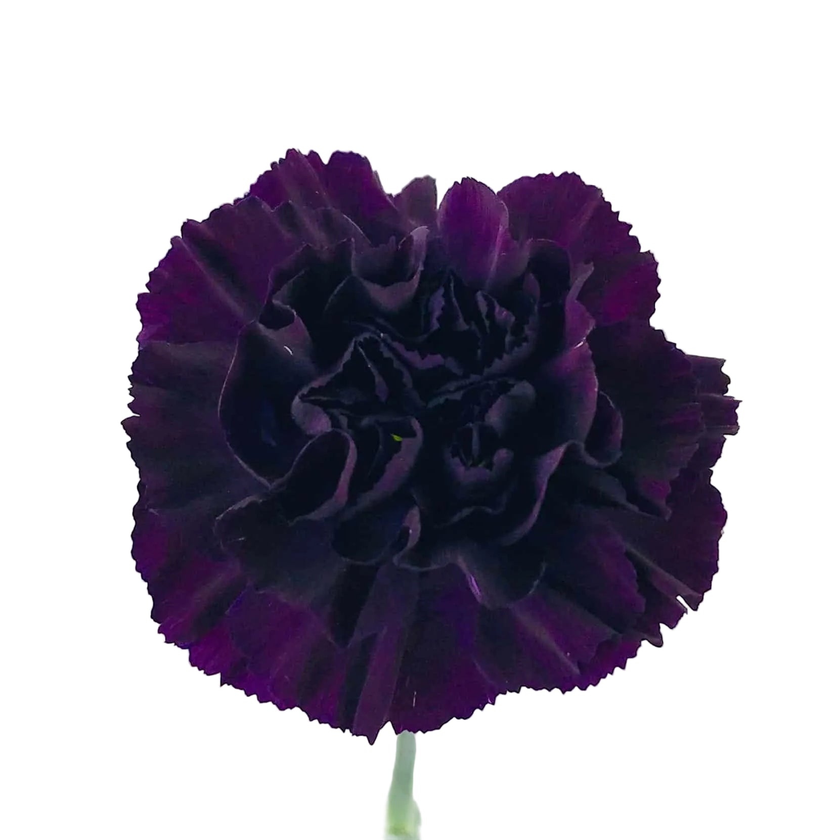 Moonvista Carnation Flower