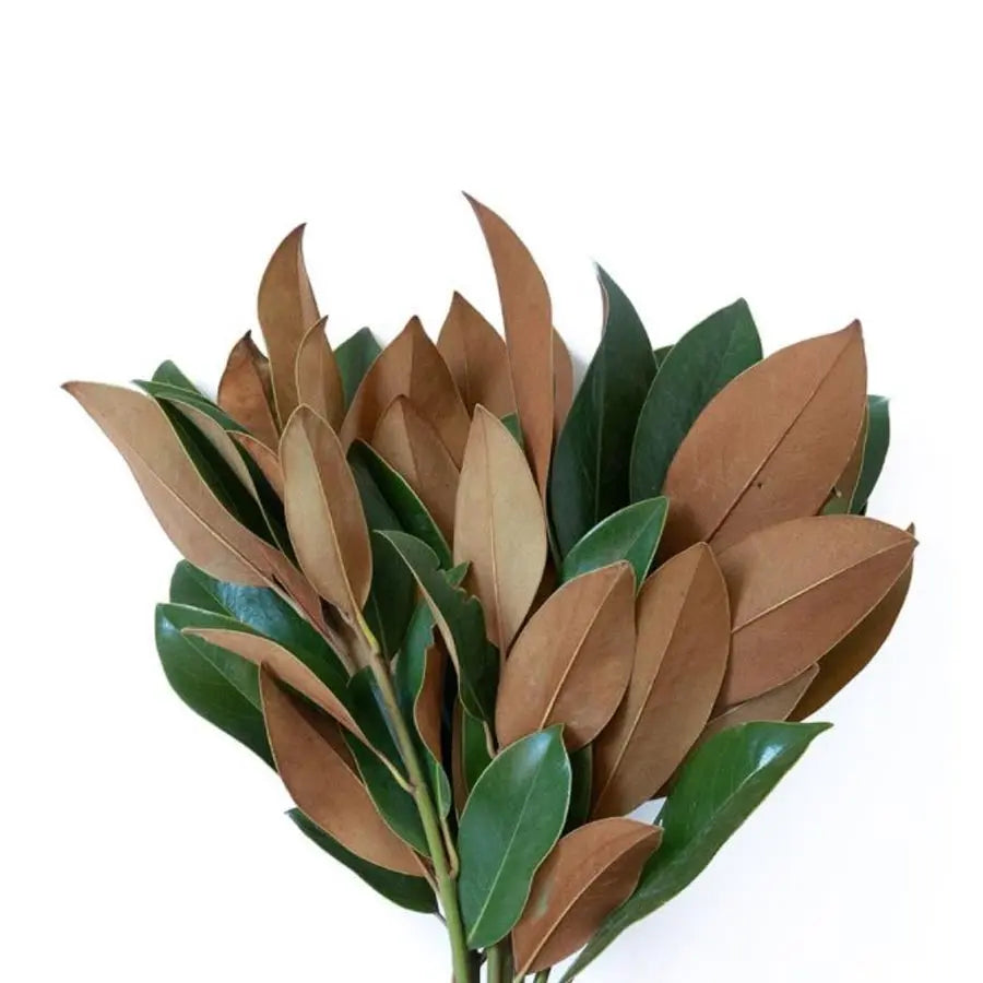 Magnolia Tips Greenery