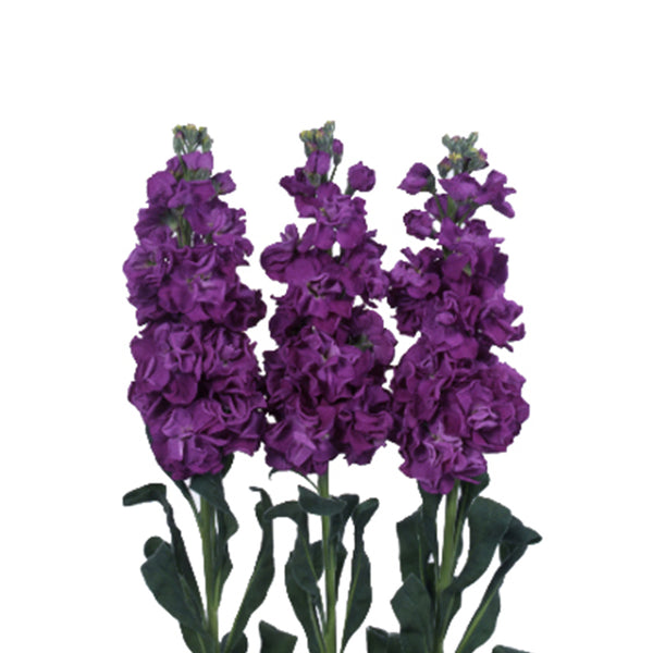 Plum Stock Flower