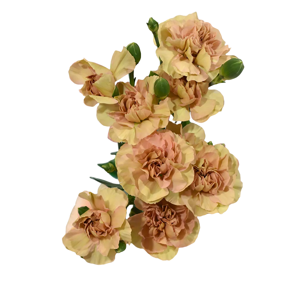 Terracotta Mini Carnation Flower