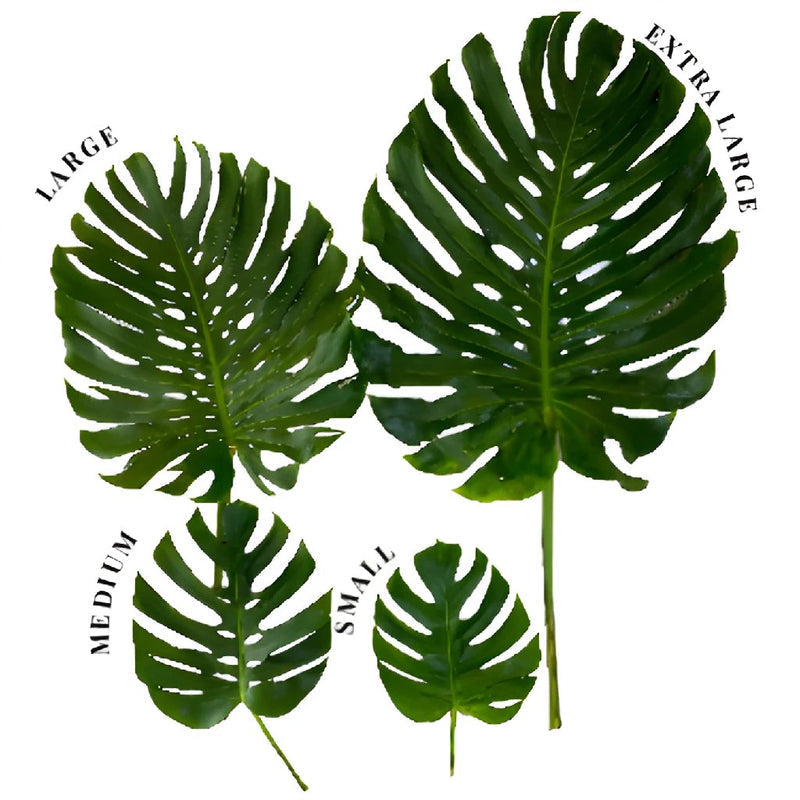Monstera Large Leaf Greenery