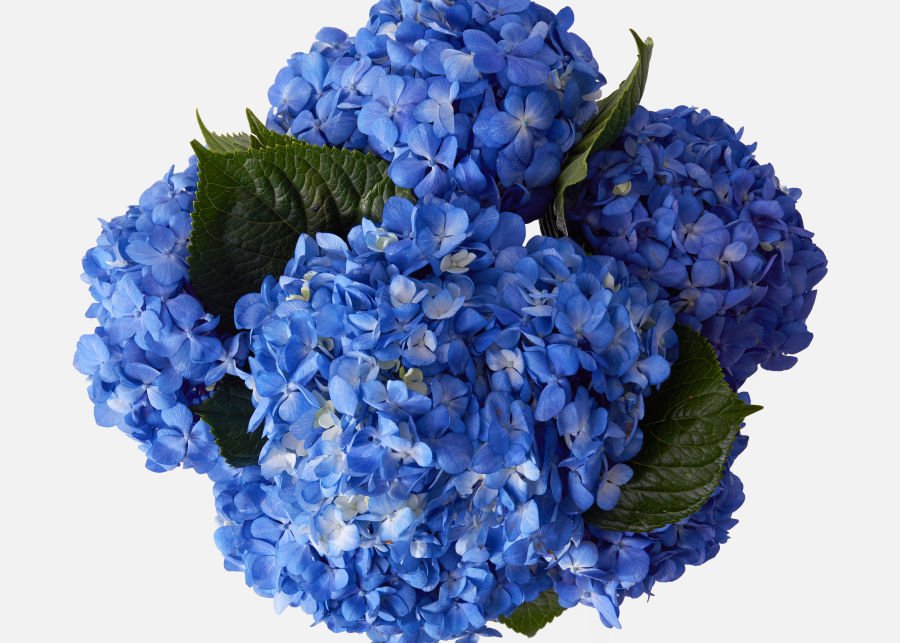Shocking Blue (Dark Blue) Hydrangea Flower