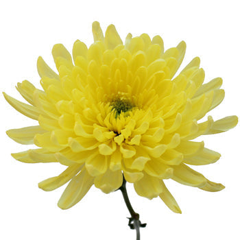 Yellow Cremon Mum Flower