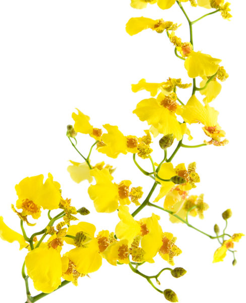 Oncidium Dendrobium Orchid Flower