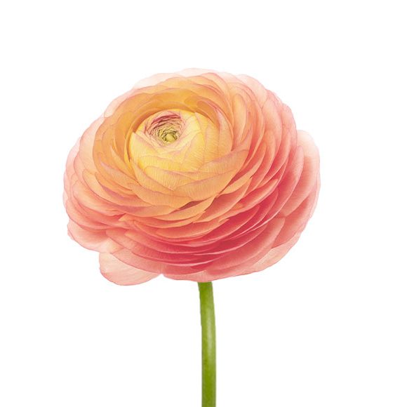 Peach Ranunculus Flower