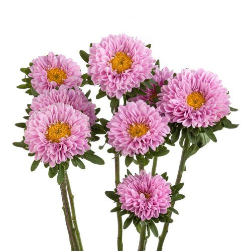 Pink Aster Matsumoto Flower