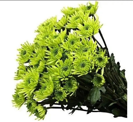 Green Anthos Pomp Mum Flower