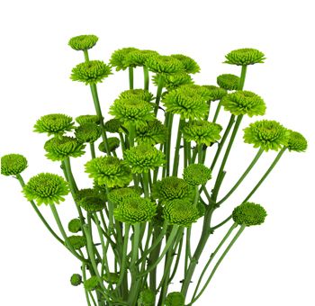 Green Button Pomp Mum Flower