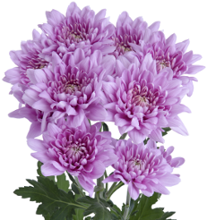 Lavender Cushion Pomp Mum Flower