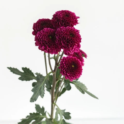 Purple Button Pomp Mum Flower