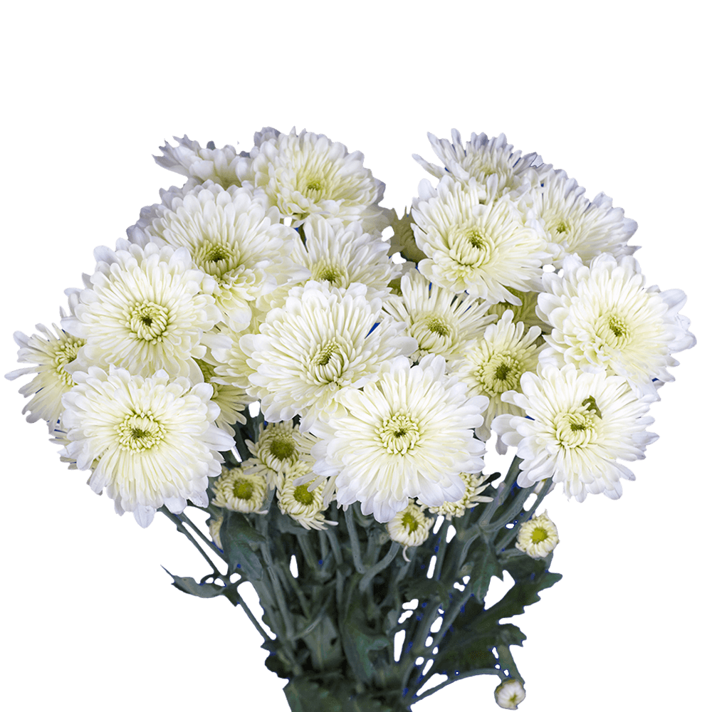 White Cushion Pomp Mum Flower