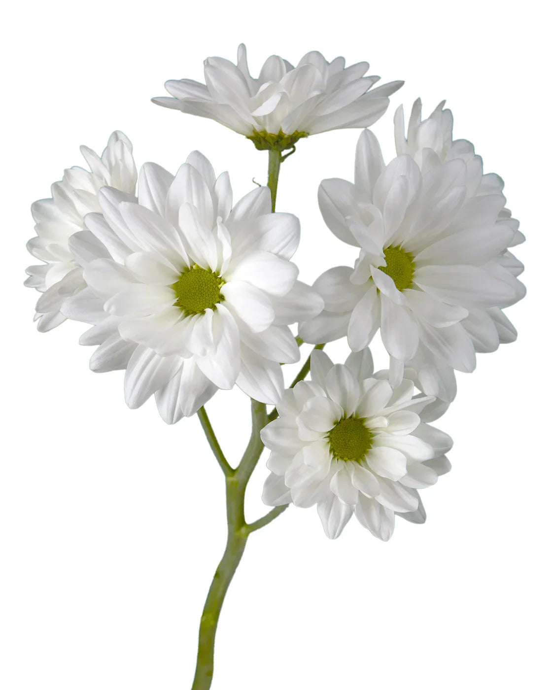 White Daisy Pomp Mum Flower