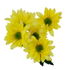 Yellow Daisy Pomp Mum Flower