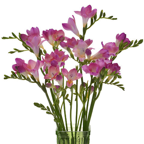 Pink Freesia Flower