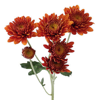 Bronze Cushion Pomp Mum Flower