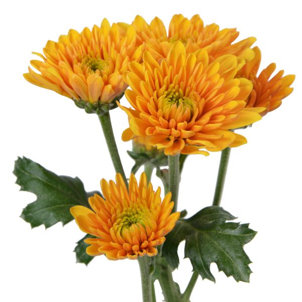 Butterscotch Cushion Pomp Mum Flower
