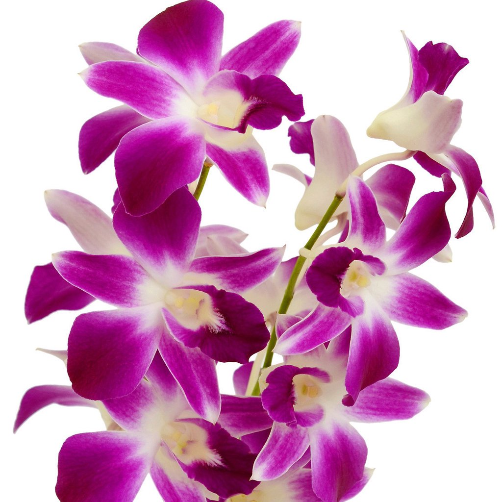 Pink Bom Dendrobium Orchid Flower