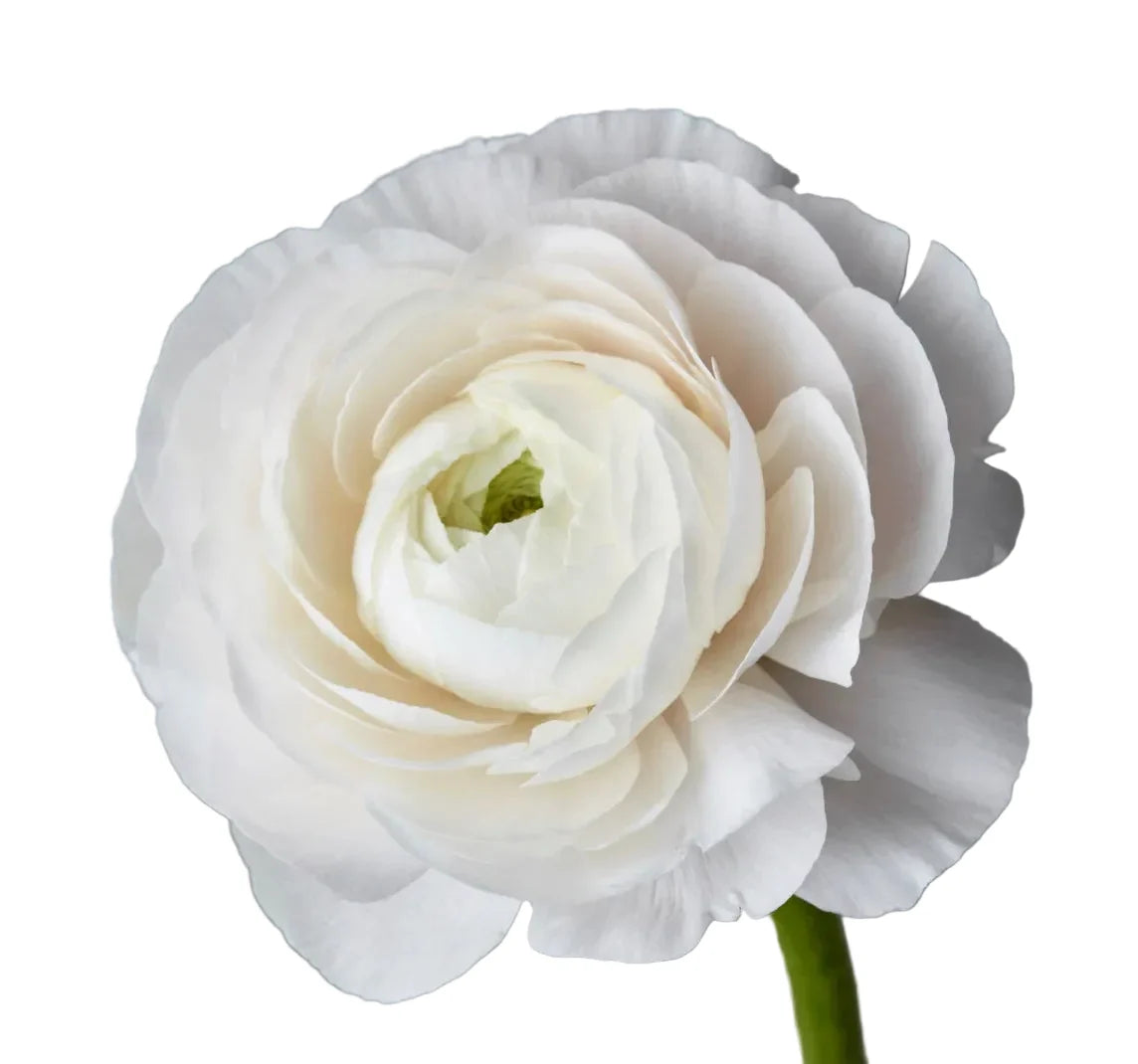 White Ranunculus Flower