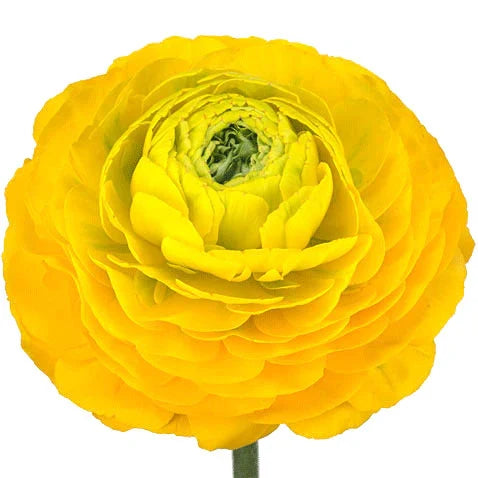 Yellow Ranunculus Flower