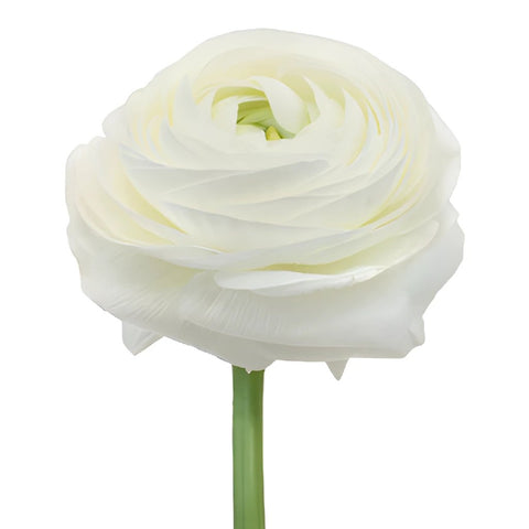 Large White Clooni Ranunculus Flower