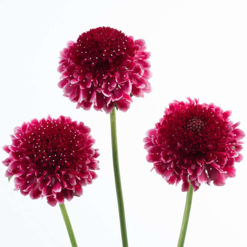 Raspberry Scabiosa Flower