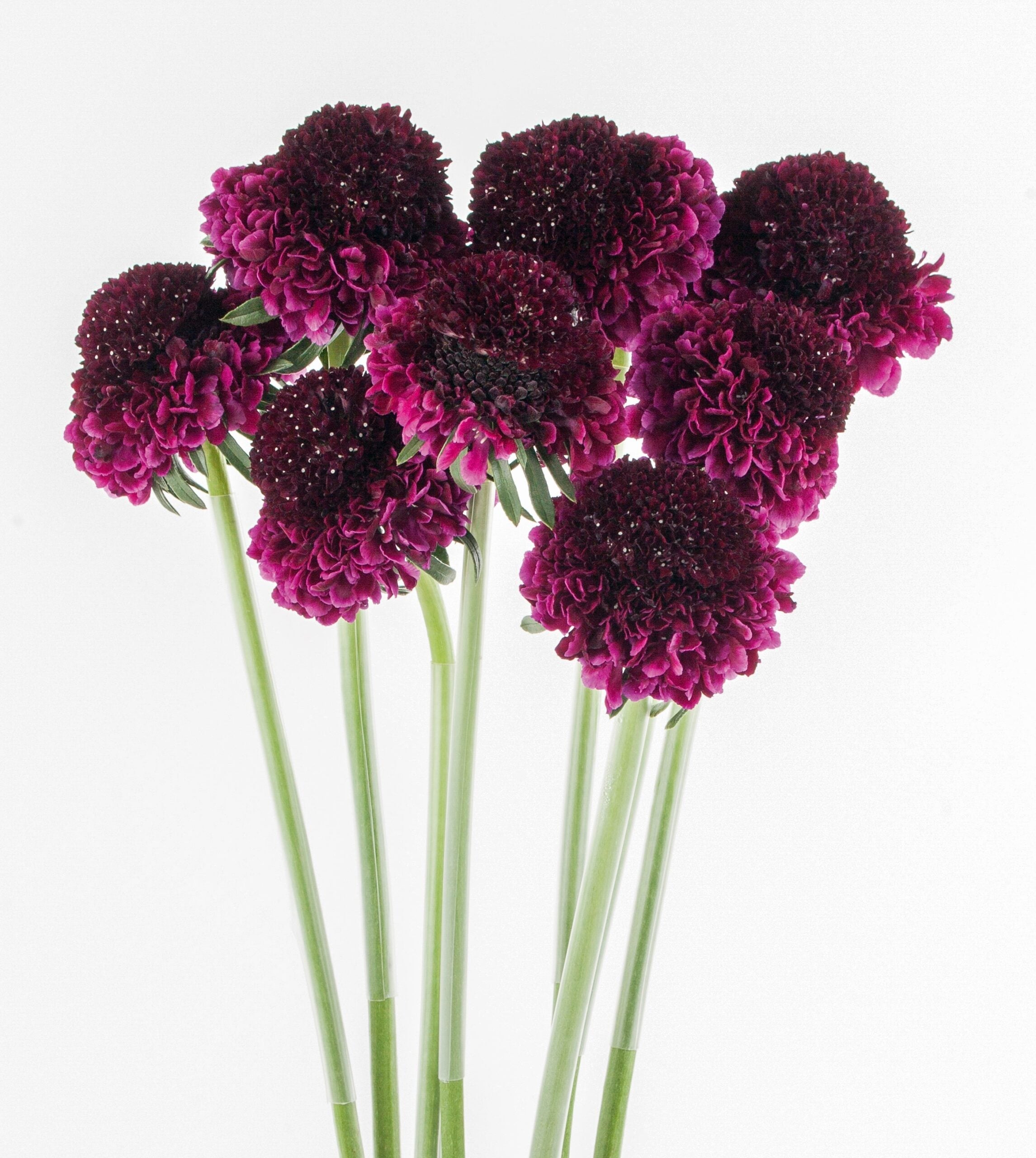 Red Velvet Burgundy Scabiosa Flower