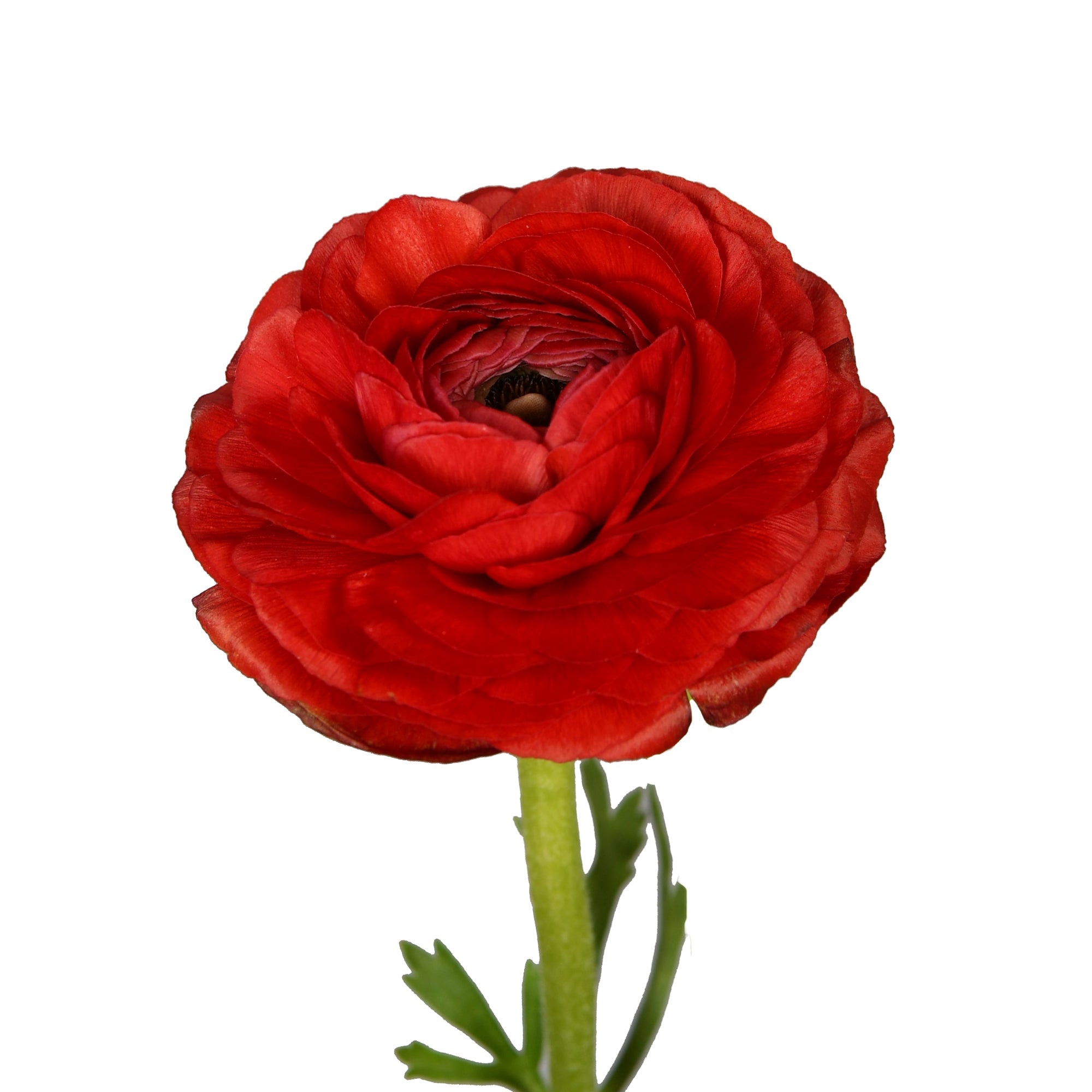 Red Ranunculus Flower