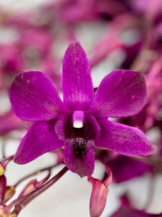Royal Fuchsia Dendrobium Orchid Flower