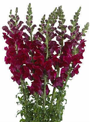 Burgundy Snapdragon Flower