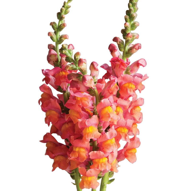 Orange Snapdragon Flower