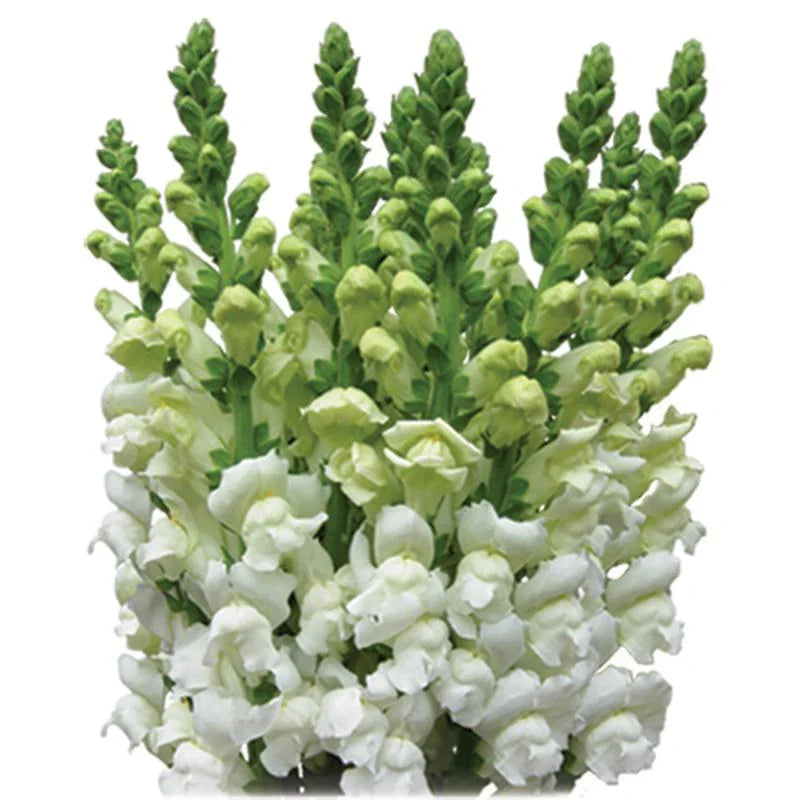White Snapdragon Flower