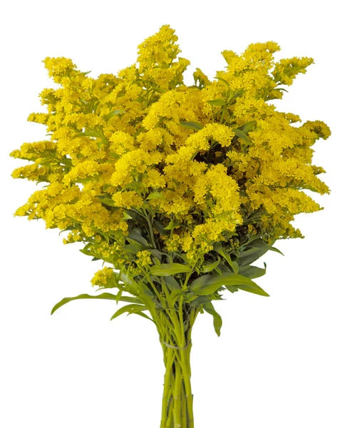 Solidago Filler Flower