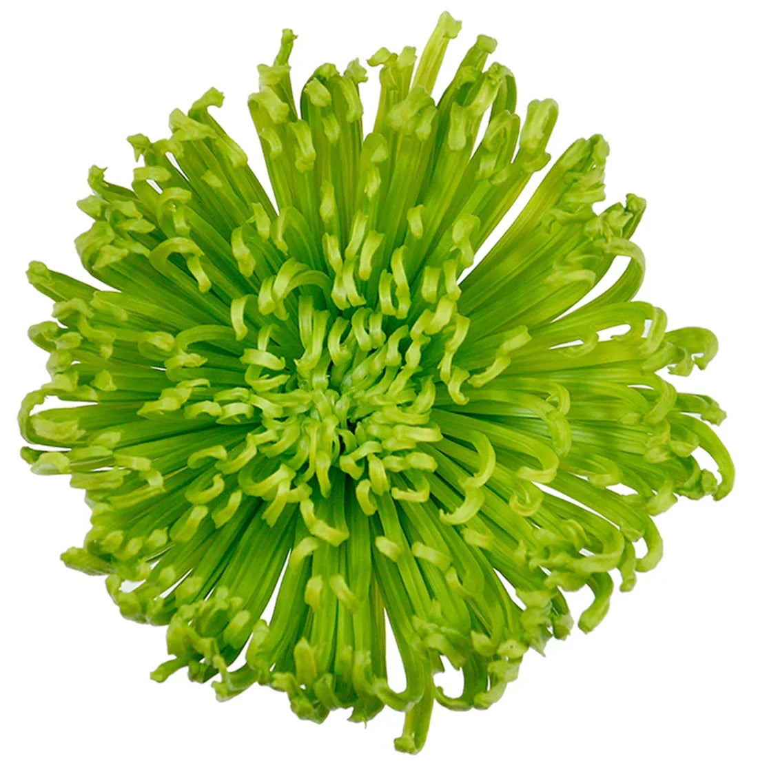 Green Spider Mum Flower
