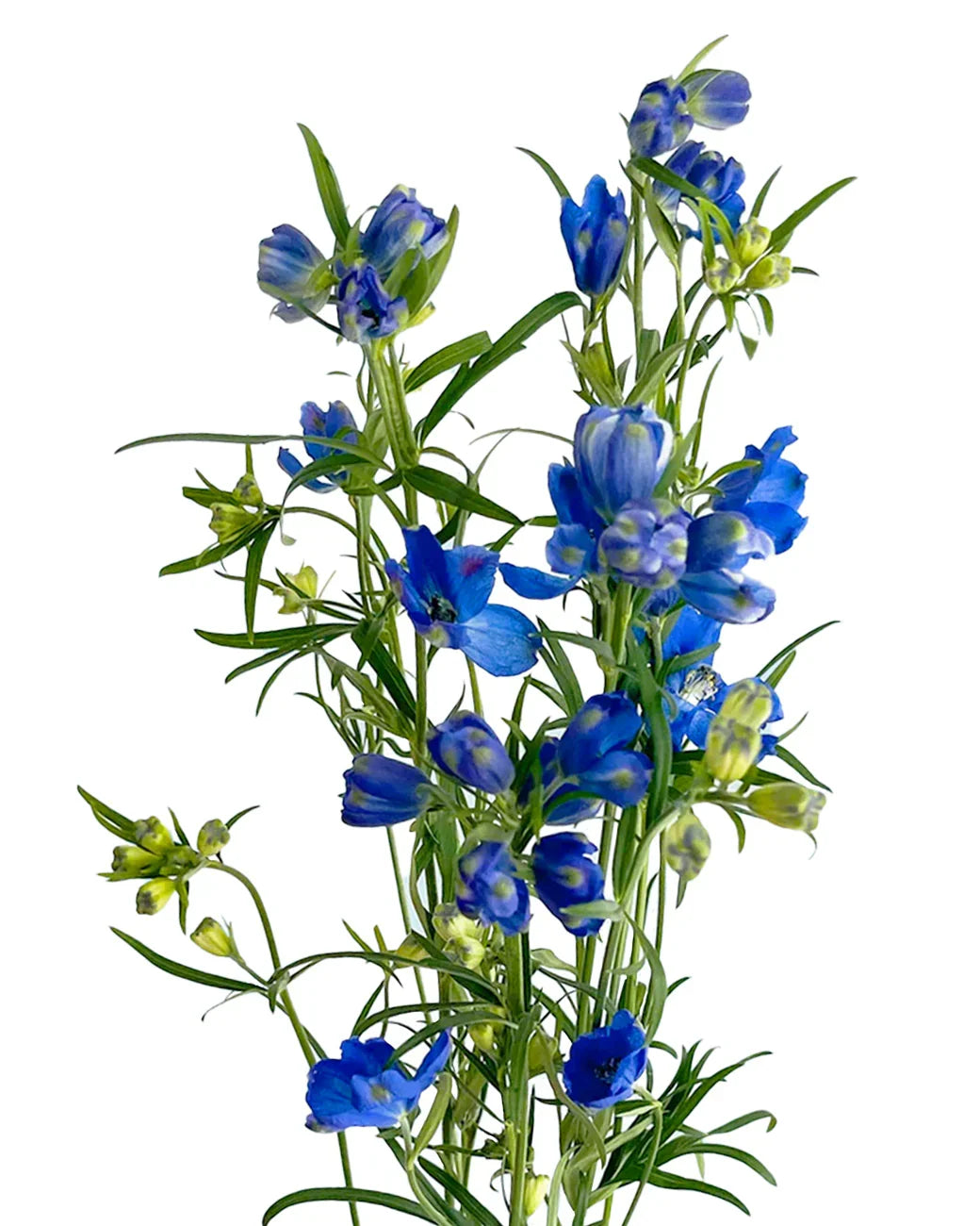 Blue Spray Delphinium Flower
