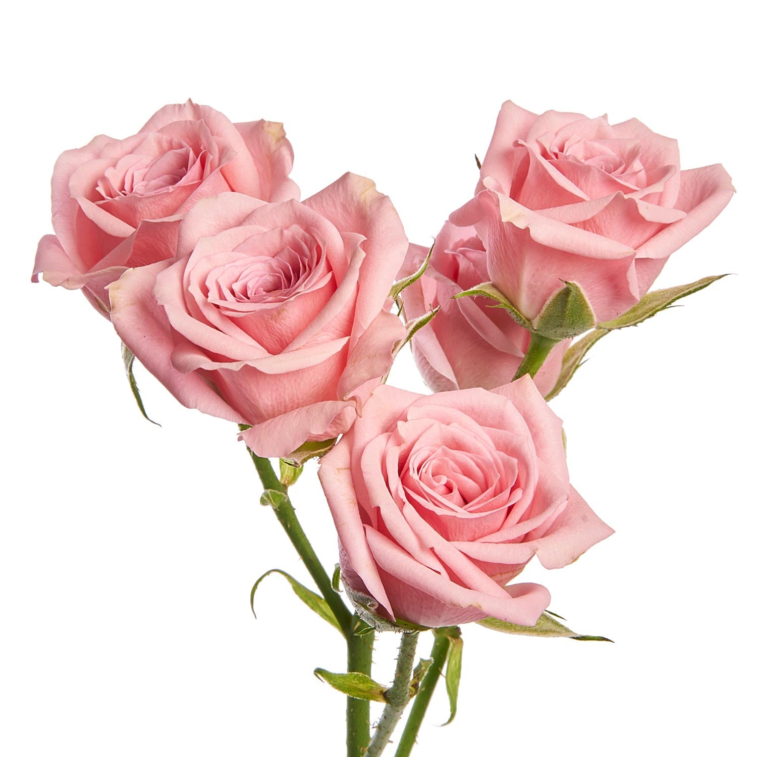 Pink Spray Rose