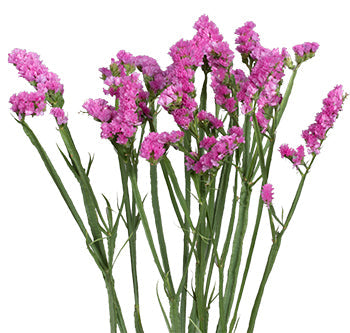 Pink Statice Filler Flower