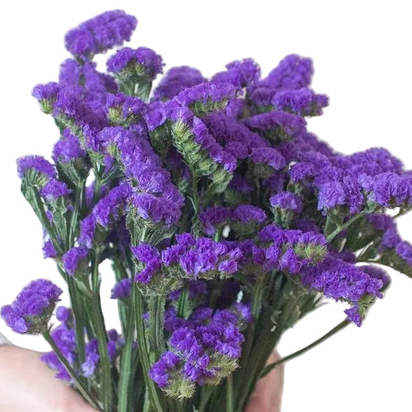 Purple Statice Filler Flower