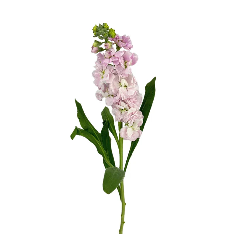 Blush Stock Flower
