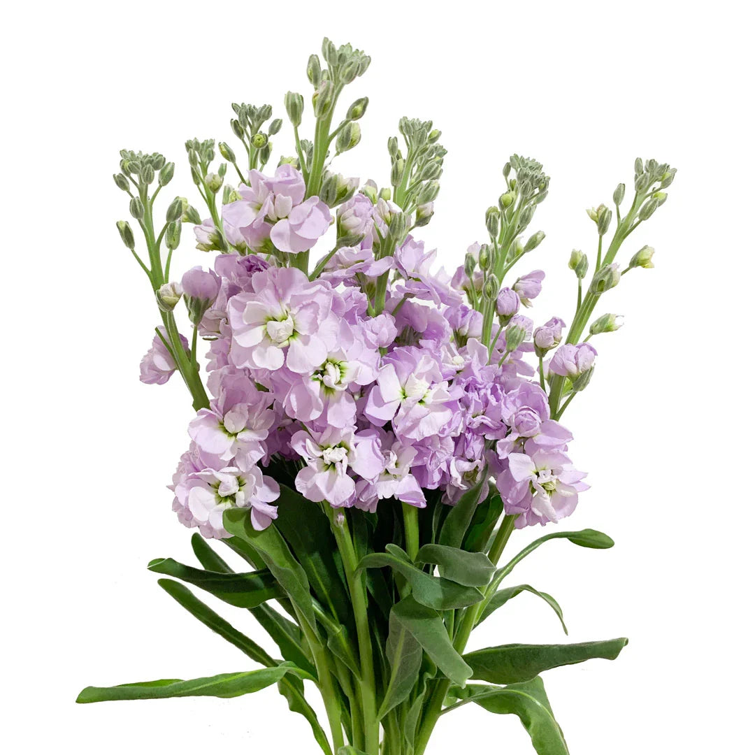 Lavender Stock Flower