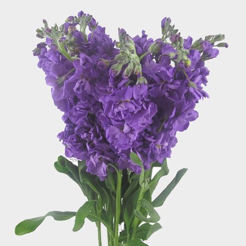Mid Blue Stock Flower