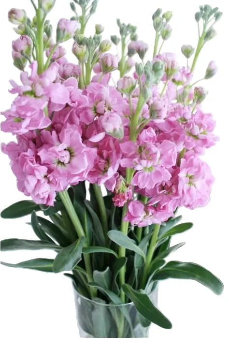 Pink Stock Flower