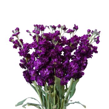 Purple Stock Flower