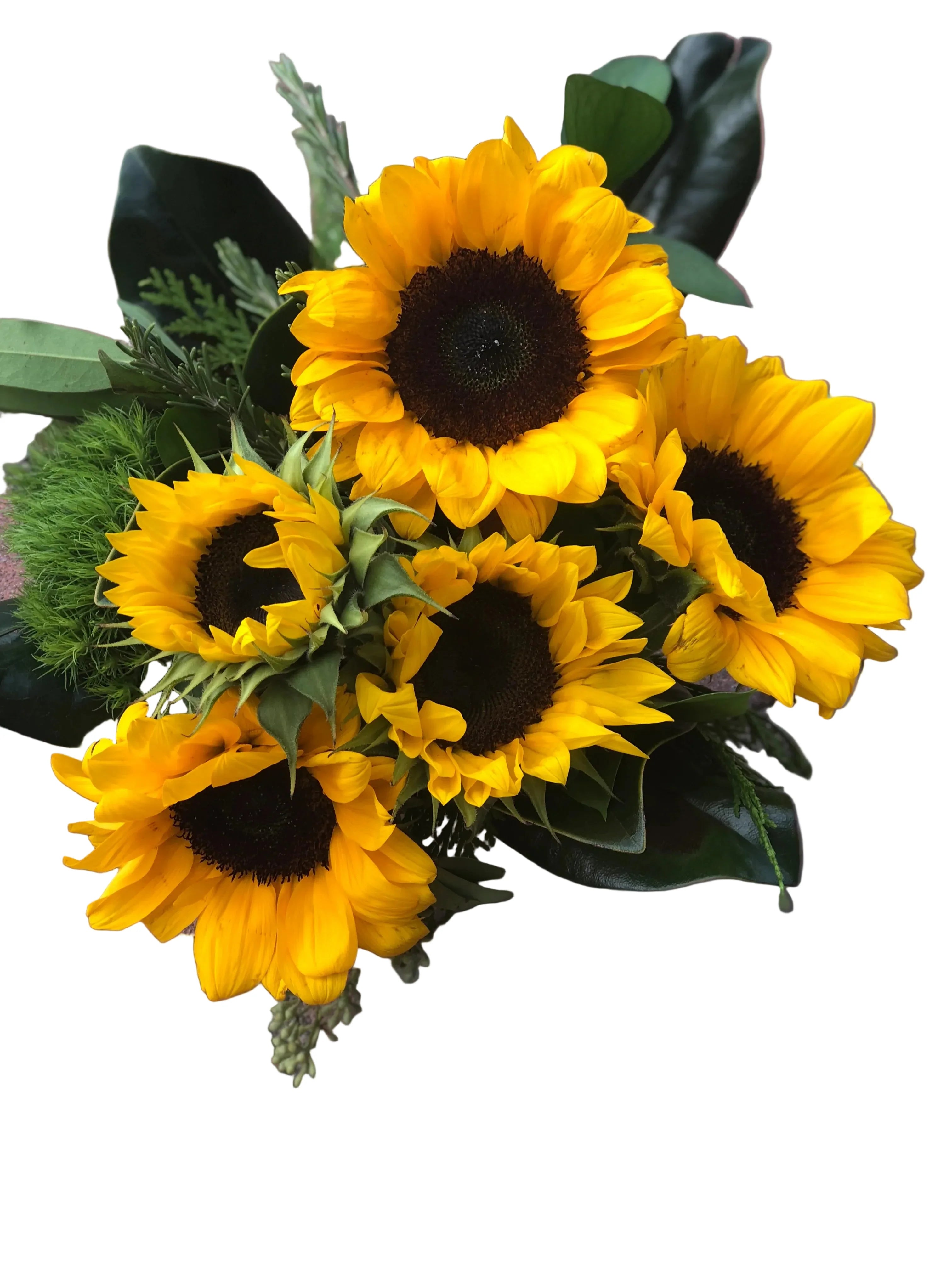 Sunflower Flower