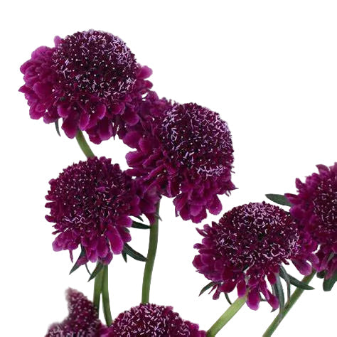 Purple Scabiosa Flower