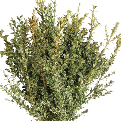 Oregonia Greenery