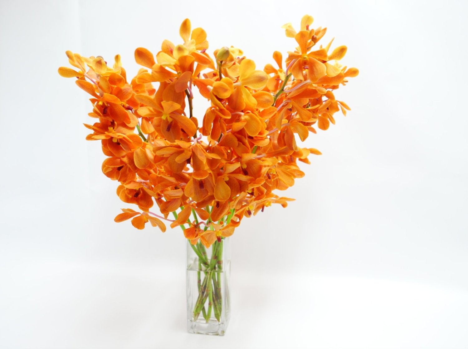 Orange Mokara Dendrobium Orchid Flower