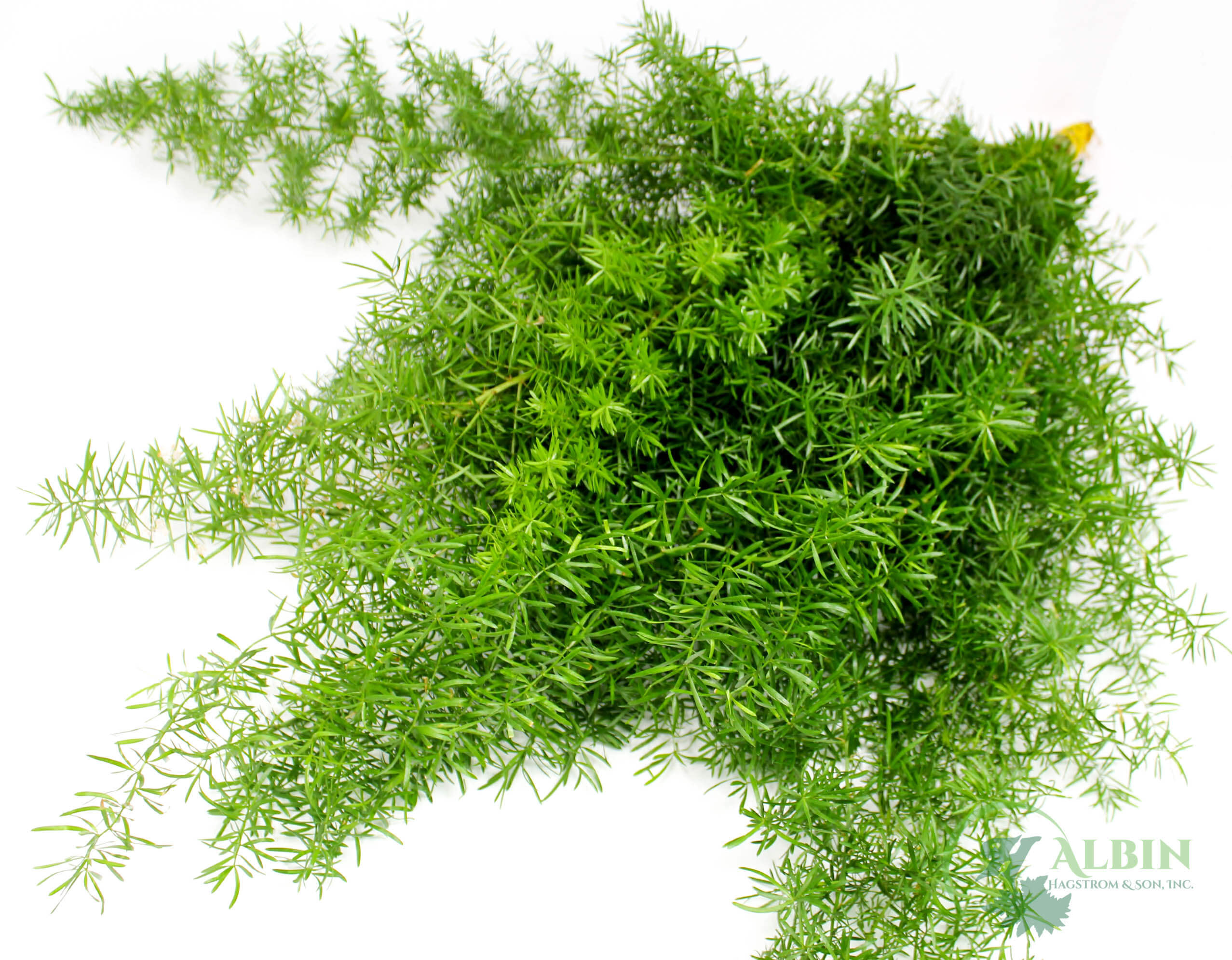 Springerii Greenery