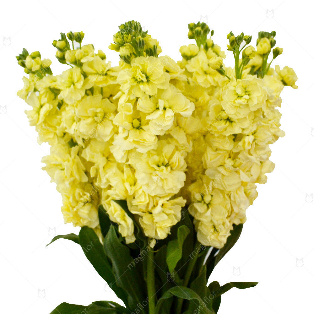 Yellow Stock Flower